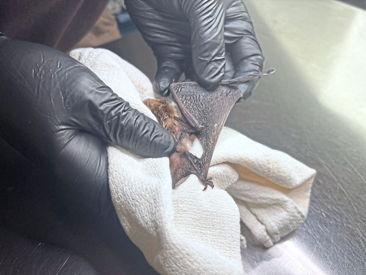 Since 2018, PA Bat Rescue has rehabilitated 2,000 bats.