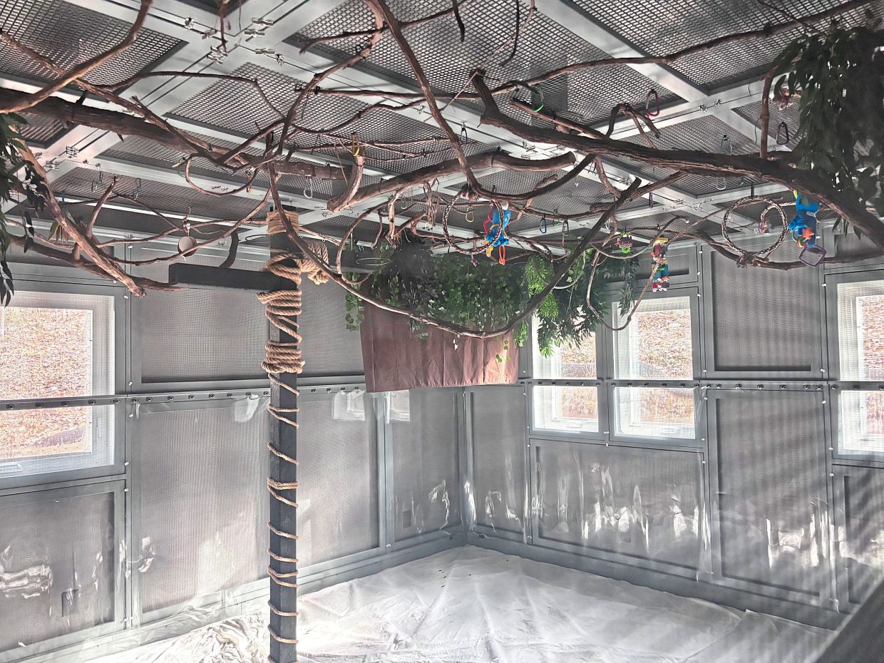 Pa Bat Rescue takes in bats, year-round, for treatment and injury rehabilitation. 