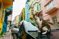 Destinations around the world every cat lover should visit