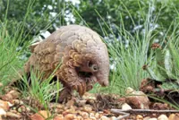 Why pangolins are the most trafficked mammal in the world