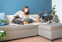 Should you adopt one dog or two?