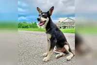 High Court rejects lawsuit against Besut District Council for killing Kopi the dog