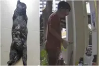 Man in Singapore charged after he allegedly pinned down cat, used scissors to cut its fur and whiskers