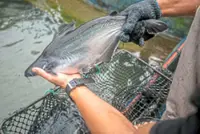 Perfect conditions for patin