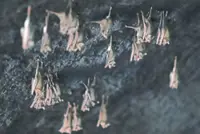 Protecting flying foxes an investment in nation’s future