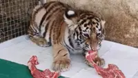 China zoo uses old videos of dead tiger cub to seek donations, prompting demands for apologies