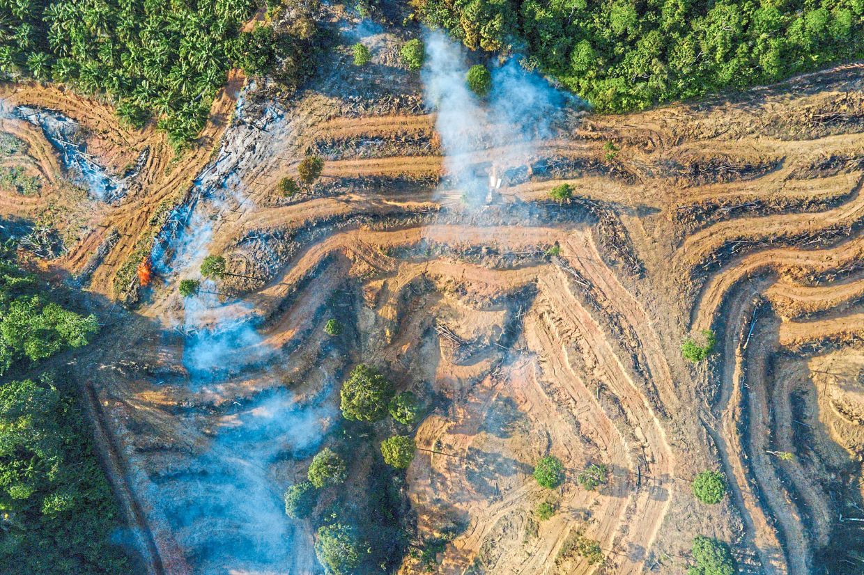 Left barren: Smoke rising during the deforestation of a new planting area for palm oil plantations in Lamno, Aceh province. — AFP