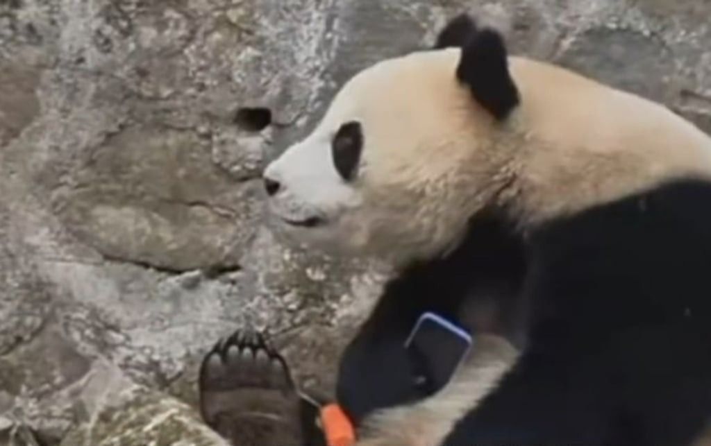 The stubborn panda holds onto the mobile phone after zoo staff threw a carrot into its enclosure in a bid to distract it. -- Photo: WEVIDEO / SCMP