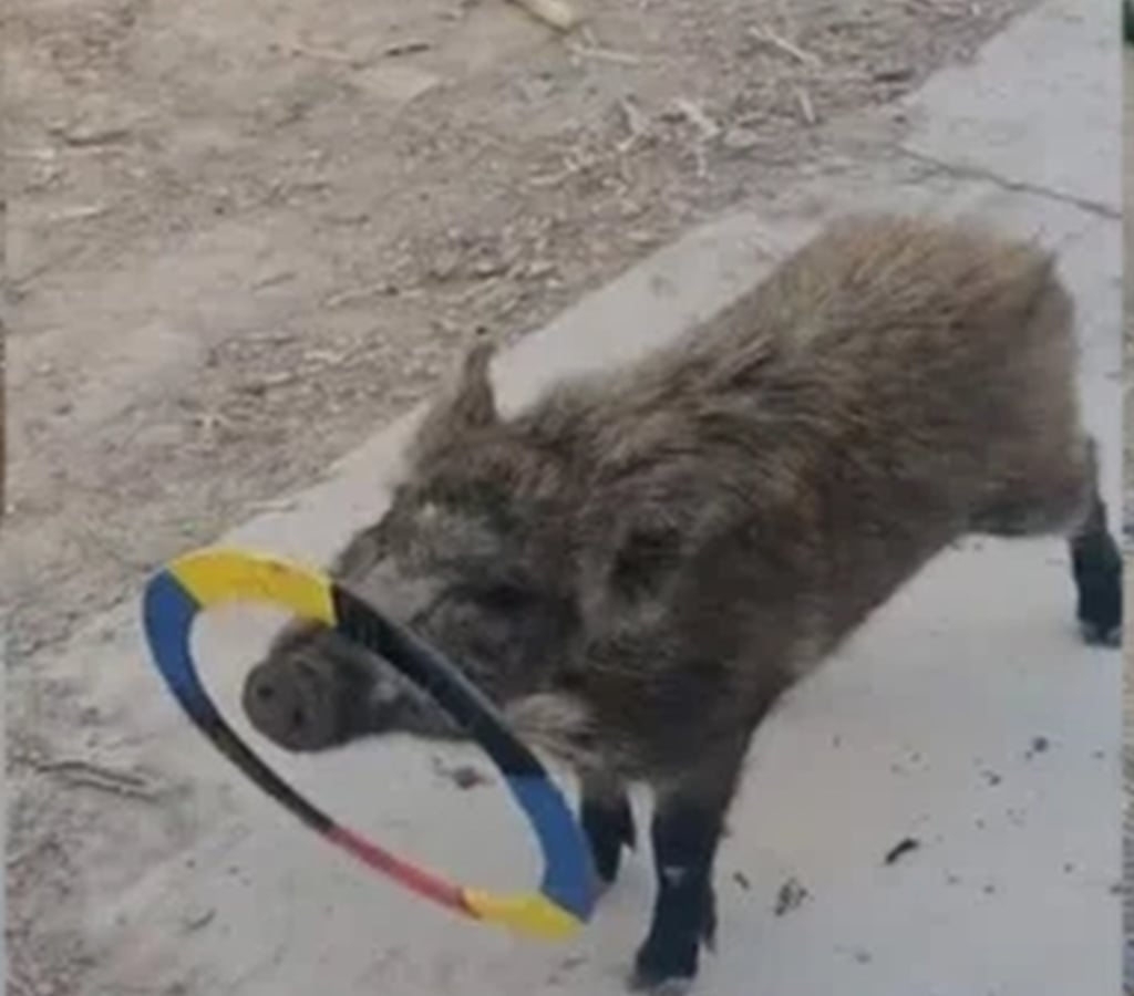 With the help of its farmer-owner, the piglet has perfected a hoop-spinning trick. -- Photo: seehua/SCMP