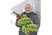 Effort to grow bananas in snow bears fruit in Fukui; Japanese farmer does the ‘impossible’