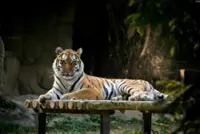 Door left unlocked blamed for Siberian tiger’s death at Seoul Grand Park