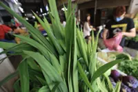 QuickCheck: Can pandan leaves keep cockroaches out of your car?