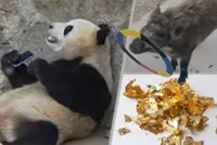 Quirky China: Panda won’t return phone, talented piglet spared from dinner, affordable gold rush