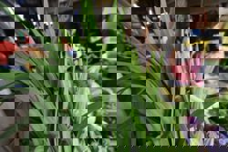 QuickCheck: Can pandan leaves keep cockroaches out of your car?