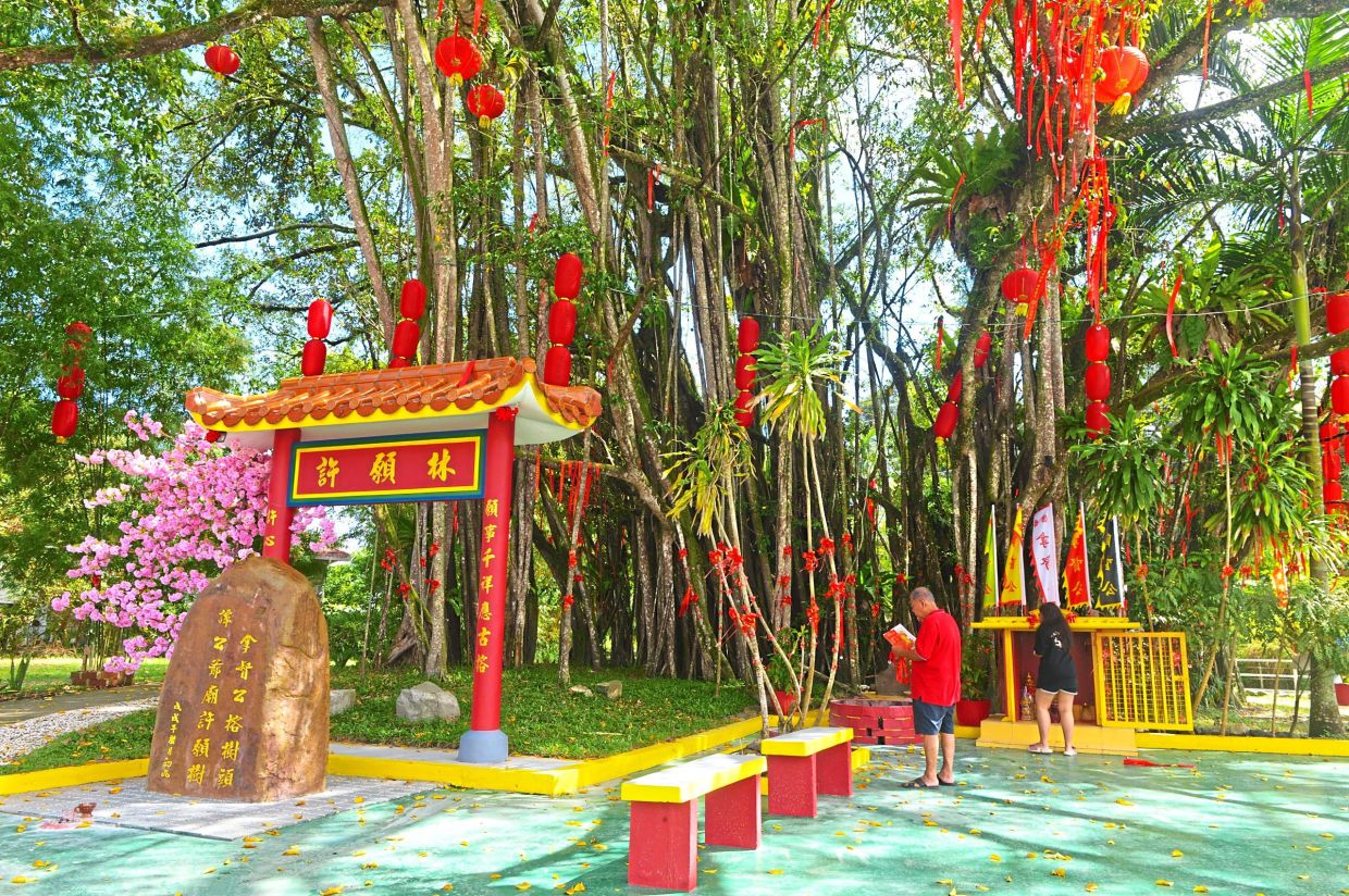 Threads of faith on ancient branches