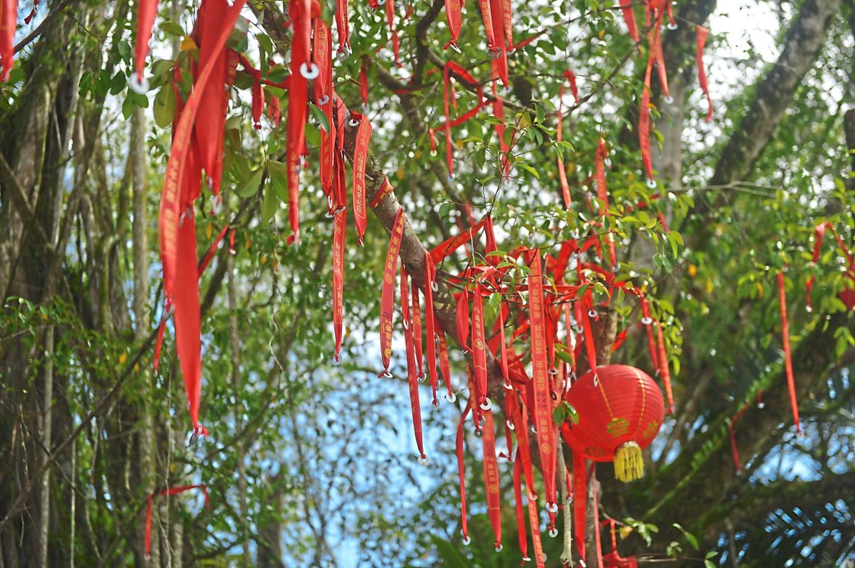 Red lanterns and ribbons sway gently among the branches, symbolising renewal, luck and new beginnings.