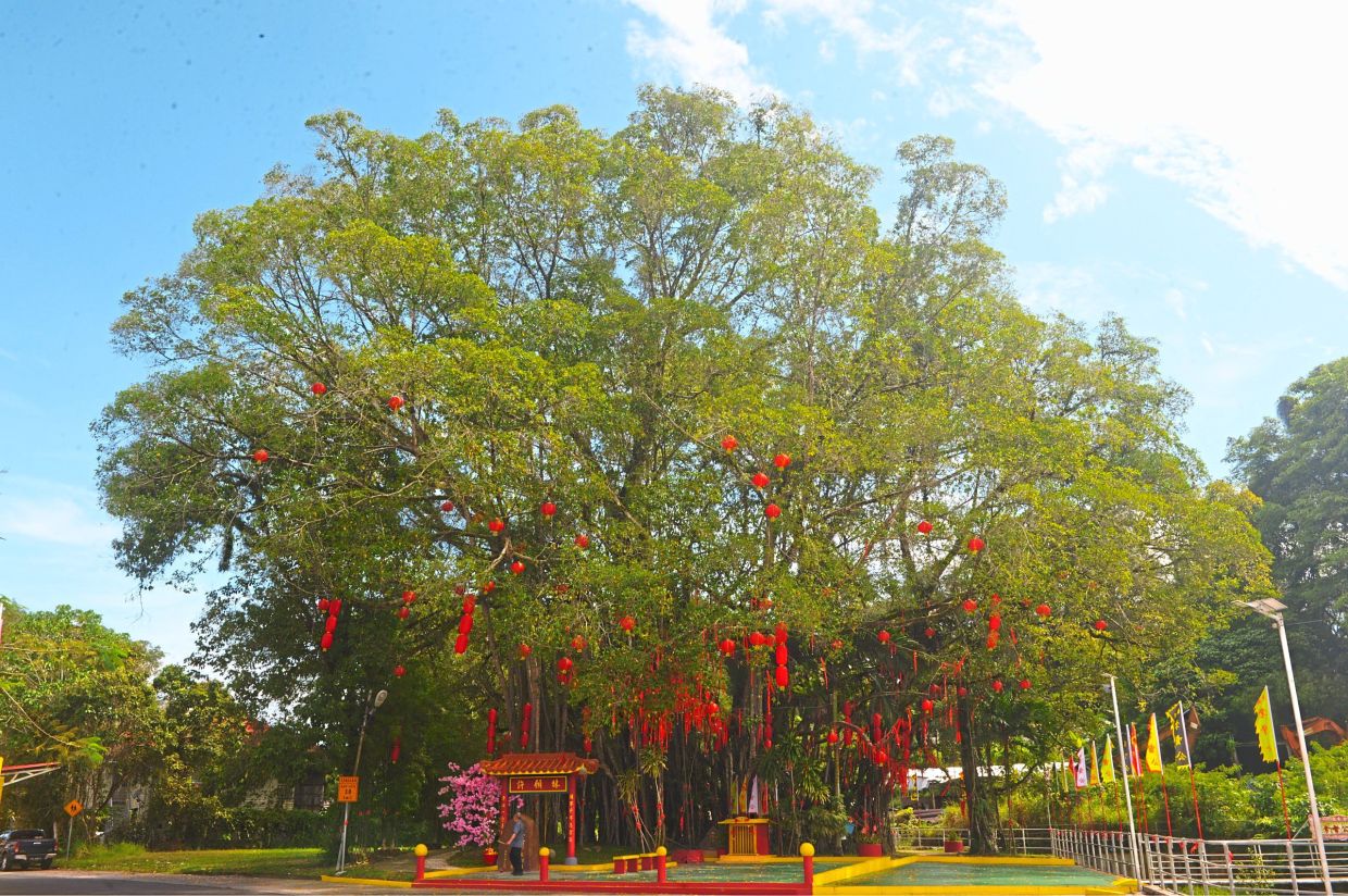 A wide view of the towering century-old Wishing Tree adorned with hundreds of red ribbons and lanterns at Tham Kung Temple in Sandakan.