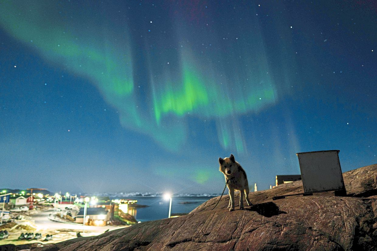 A sled dog enjoying the northern lights in Illulissat. 