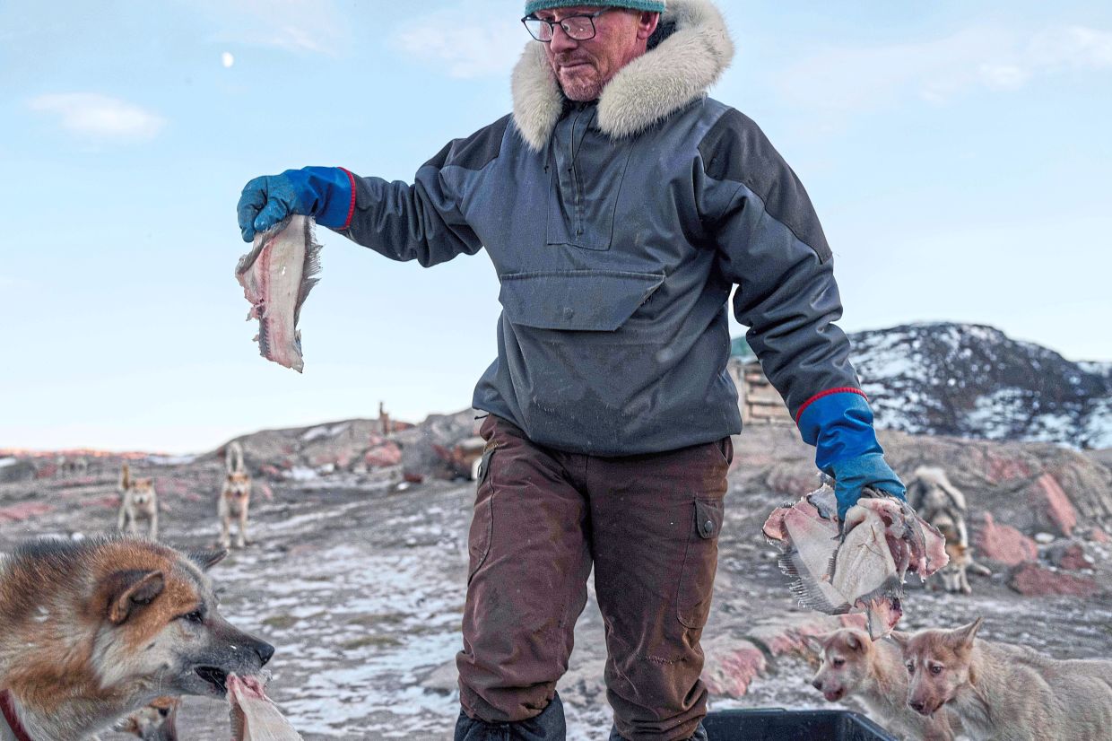 Kristensen feeding his sled dogs after a ride. 