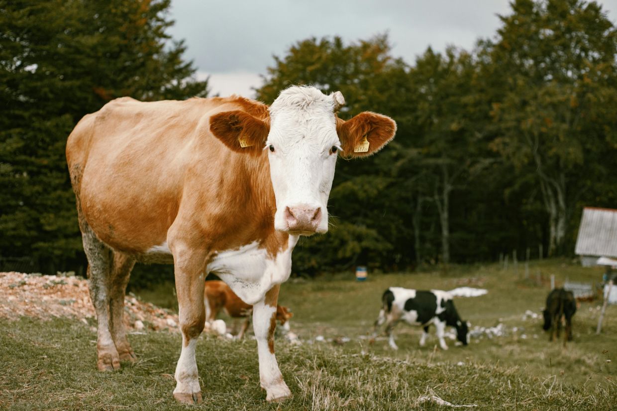 Livestock occupy 80% of agricultural land yet only provide 18% of calories. — ROMAN ODINTSOV/Pexels