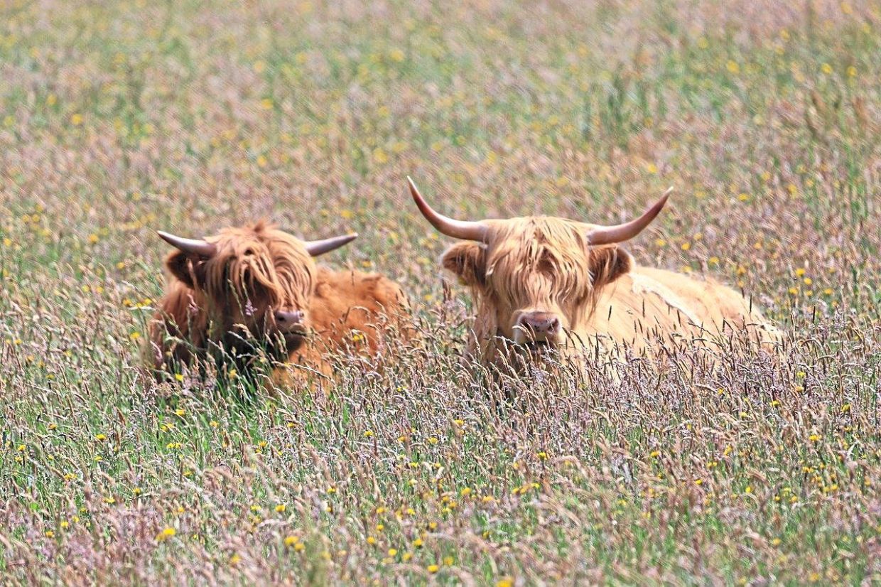 Beef is one of the most carbon-intensive foods in the global food system.