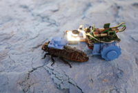 Cyborg roaches save time and lives