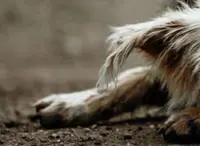 Eleven dogs found dead in Seremban, poisoning suspected