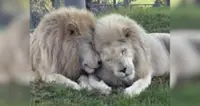 Elderly lions in New Zealand saved after investors buy zoo