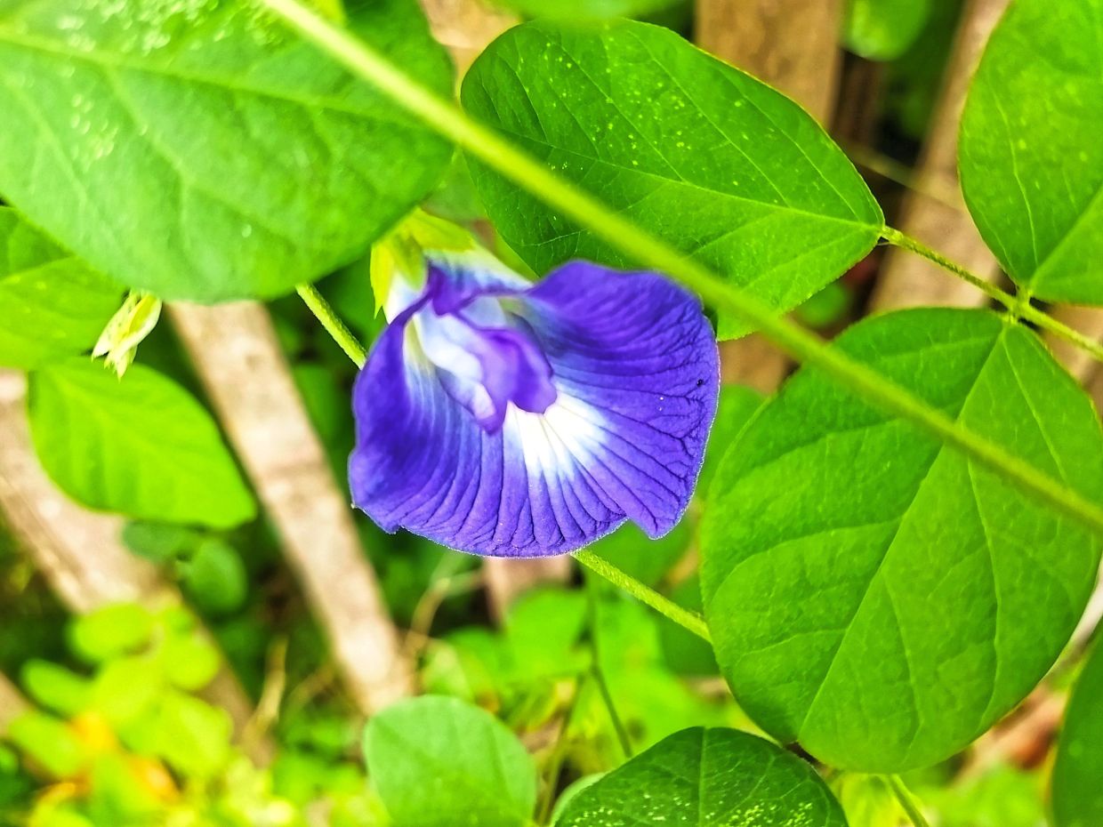 Keisheni uses the butterfly pea flower in her biodegradable microneedle patches. Photo: Vecteezy