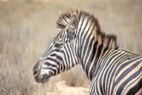 Young Chinese travellers are turning their attention to Africa's wild side