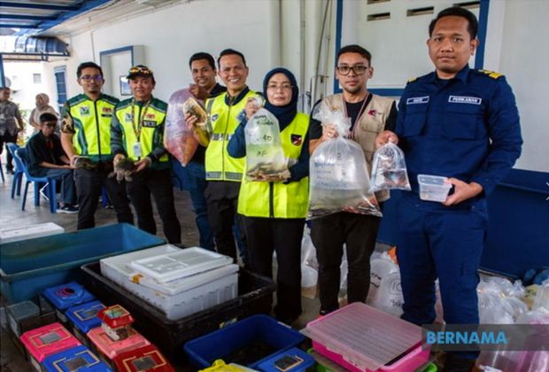 Fisheries Dept raids six shops in KL selling invasive fish species