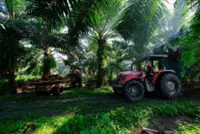 Palm oil output set for steep decline after floods