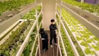 Two men indicted for growing cannabis at state-subsidised smart farm in South Korea