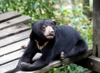 Perhilitan relocates sun bear, ending anxiety of Gua Musang residents