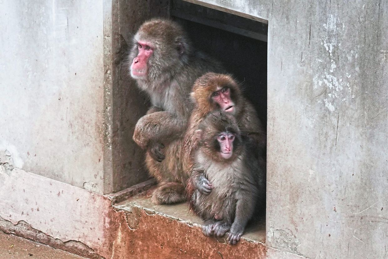 Punch the orphan macaque outgrows plushie
