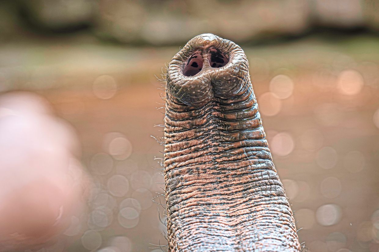 In an undated image provided by Max Planck Institute for Intelligent Systems/A. Posada and Heidelberg Zoo, the end of an elephant trunk. There are about 1,000 tiny hairs on an elephant’s rugged trunk, all designed to help the animal feel, a new study found. (Max Planck Institute for Intelligent Systems/A. Posada and Heidelberg Zoo via The New York Times) — NO SALES; FOR EDITORIAL USE ONLY WITH NYT STORY ELEPHANT WHISKERS BY ALEXA ROBLES-GIL FOR FEB. 12, 2026. ALL OTHER USE PROHIBITED. —