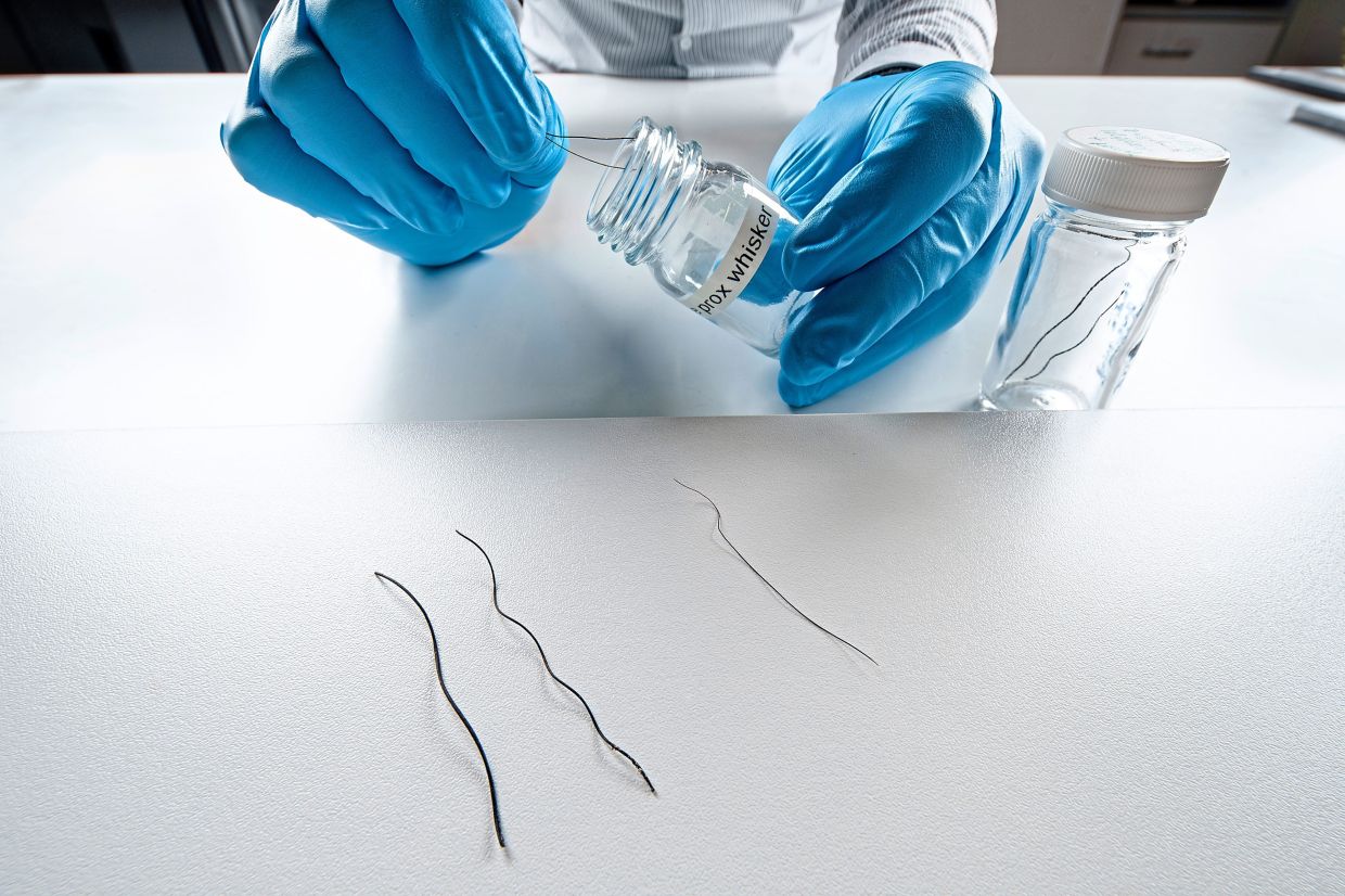 In an undated image provided by Max Planck Institute for Intelligent Systems, a scientist studies elephant whiskers. There are about 1,000 tiny hairs on an elephant’s rugged trunk, all designed to help the animal feel, a new study found. — Max Planck Institute for Intelligent Systems via The New York Times