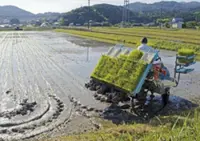 Vietnam and Japan in tie-up on rice development