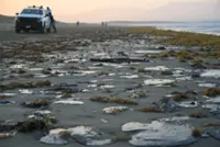 Oil spill disrupts livelihoods in Mexico's Veracruz state
