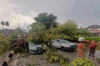 Six escape unhurt as fallen trees crush cars in Ipoh