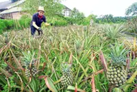 Pineapples feel the pinch