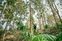 Laos advances efforts to strengthen forest management and improve its wood export