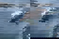 Are chemicals from smartphones and TVs threatening dolphins?