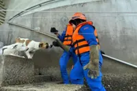 Dogs stranded at sea-based TNB tower rescued by Civil Defence Force