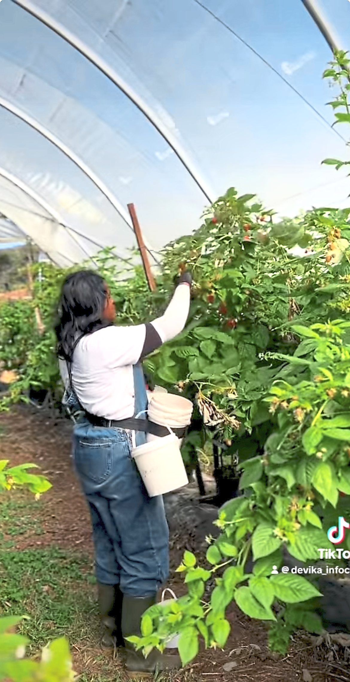 Devika says a video of her day as a raspberry picker in Australia garnered nearly 400,000 online views.