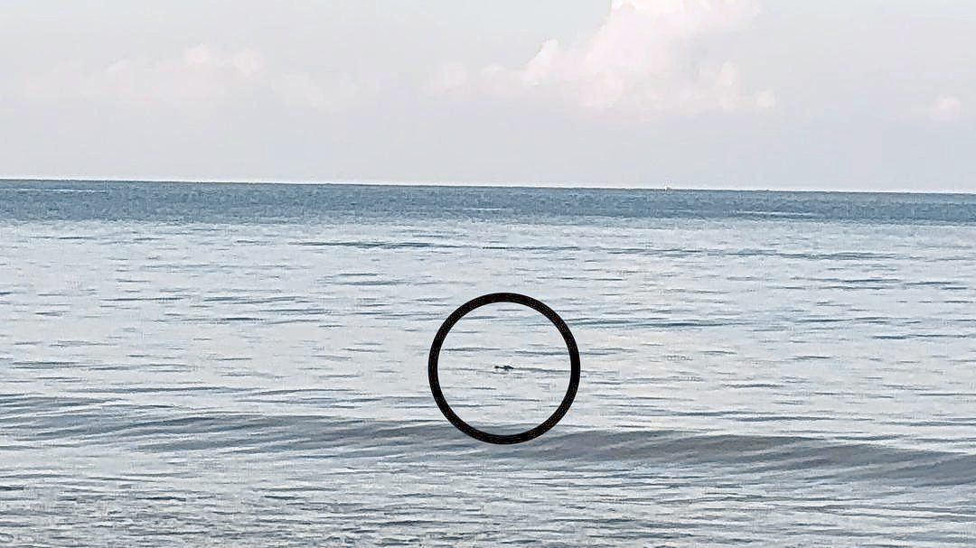Beachgoers beware: A photo of the crocodile that was spotted by APM personnel manning a rescue tower at Tanjung Aru Beach 2. 