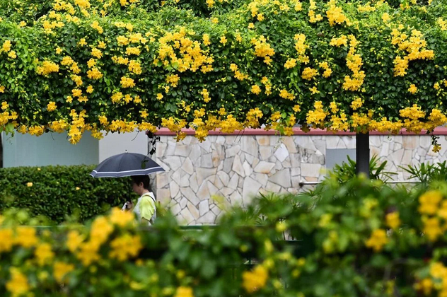 Burst of blooms: The non-native and ornamental cat claw ivy is suitable for landscaping on pergolas for its brilliant yellow flowers. — The Straits Times/ANN 