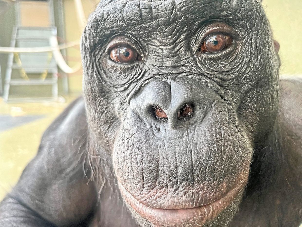 Can apes play pretend? A new experiment hints that they can