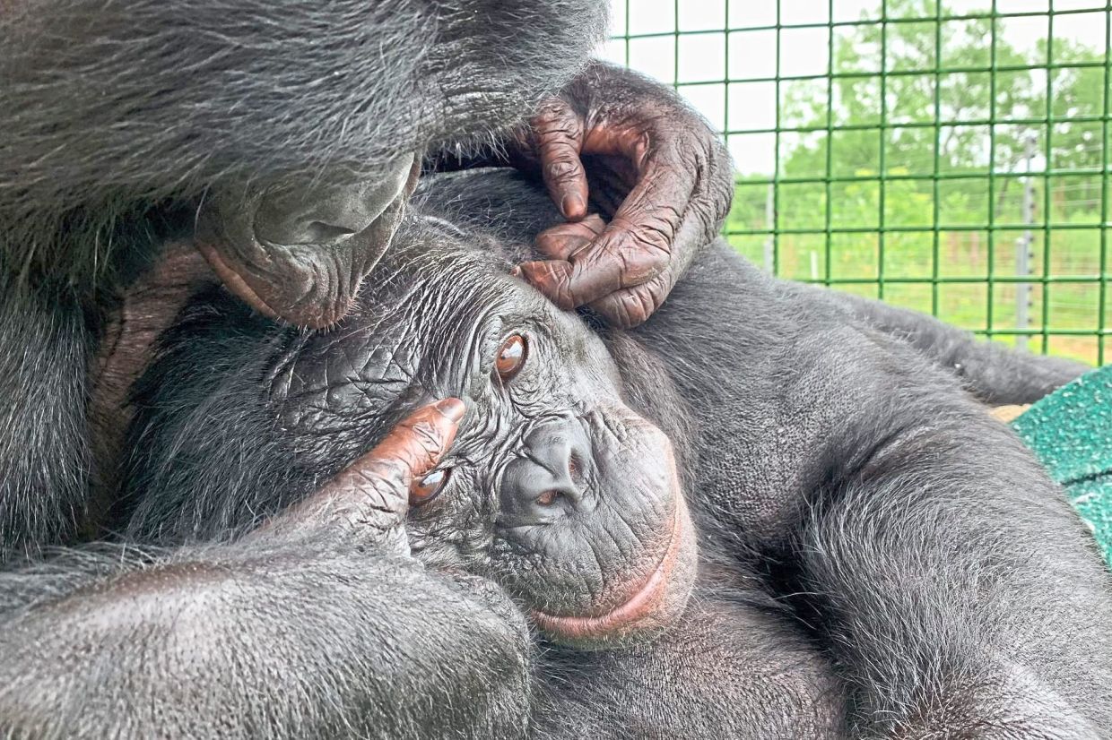 Nyota with Kanzi, a bonobo who learned to communicate with humans. — Ape Initiative via AP
