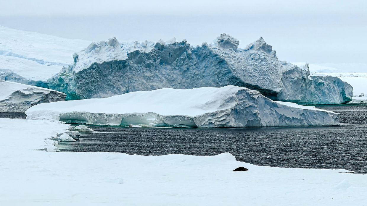 A seal on sea ice near Thwaites Glacier in Antarctica.